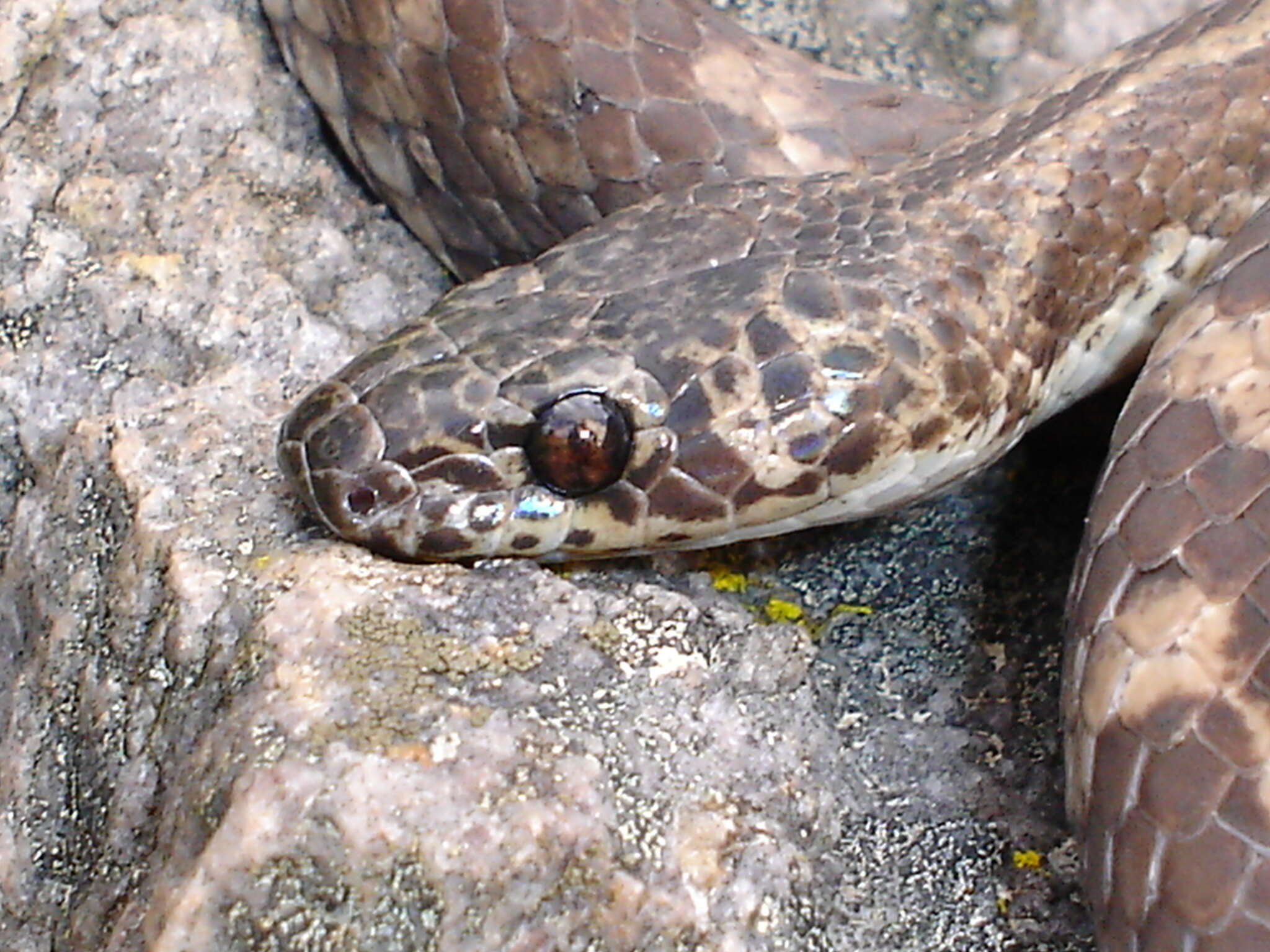 Image of Brazilian Spotted Night Snake