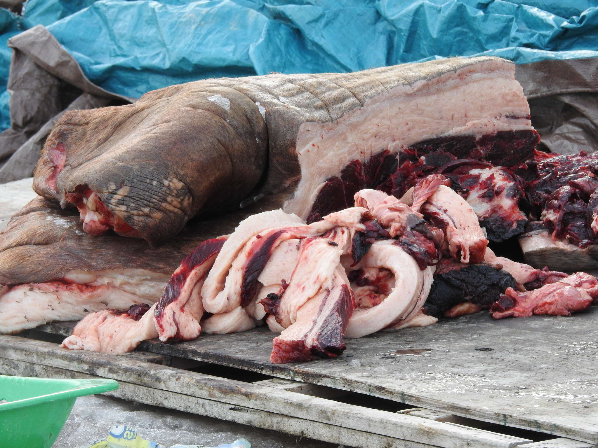 Image of Laptev Sea walrus