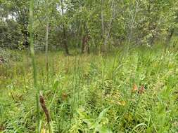 Image of Equisetum moorei Newm.