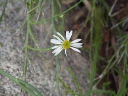 Image of Mexican-Devilweed