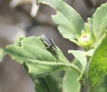 Image of Trirhabda geminata Horn 1893