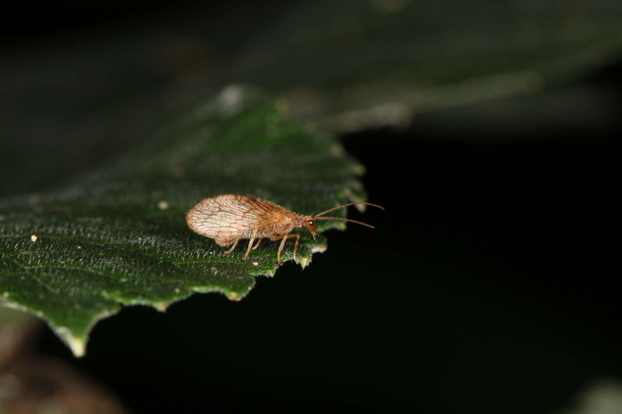 Image of Micromus angulatus (Stephens 1836)