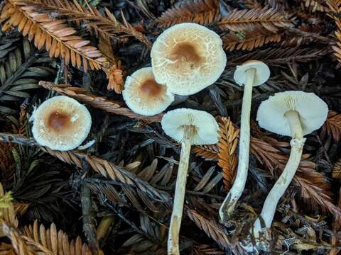 Lepiota castaneidisca Murrill 1912 resmi