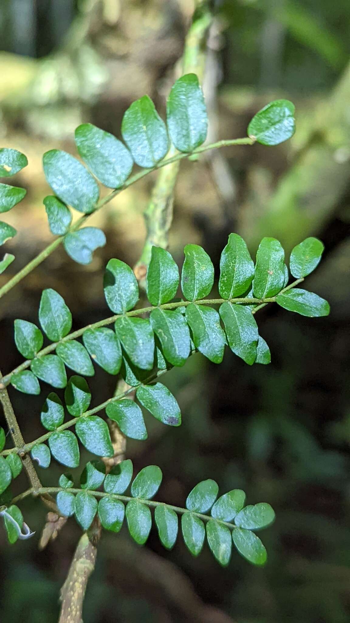 Image de Cojoba costaricensis Britton & Rose