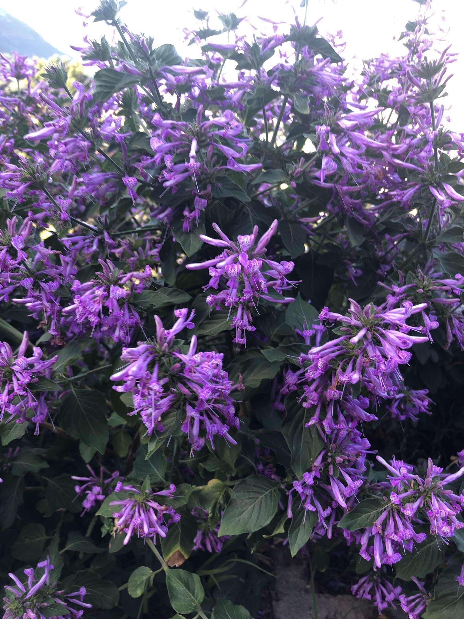 Image of Purple ribbon bush