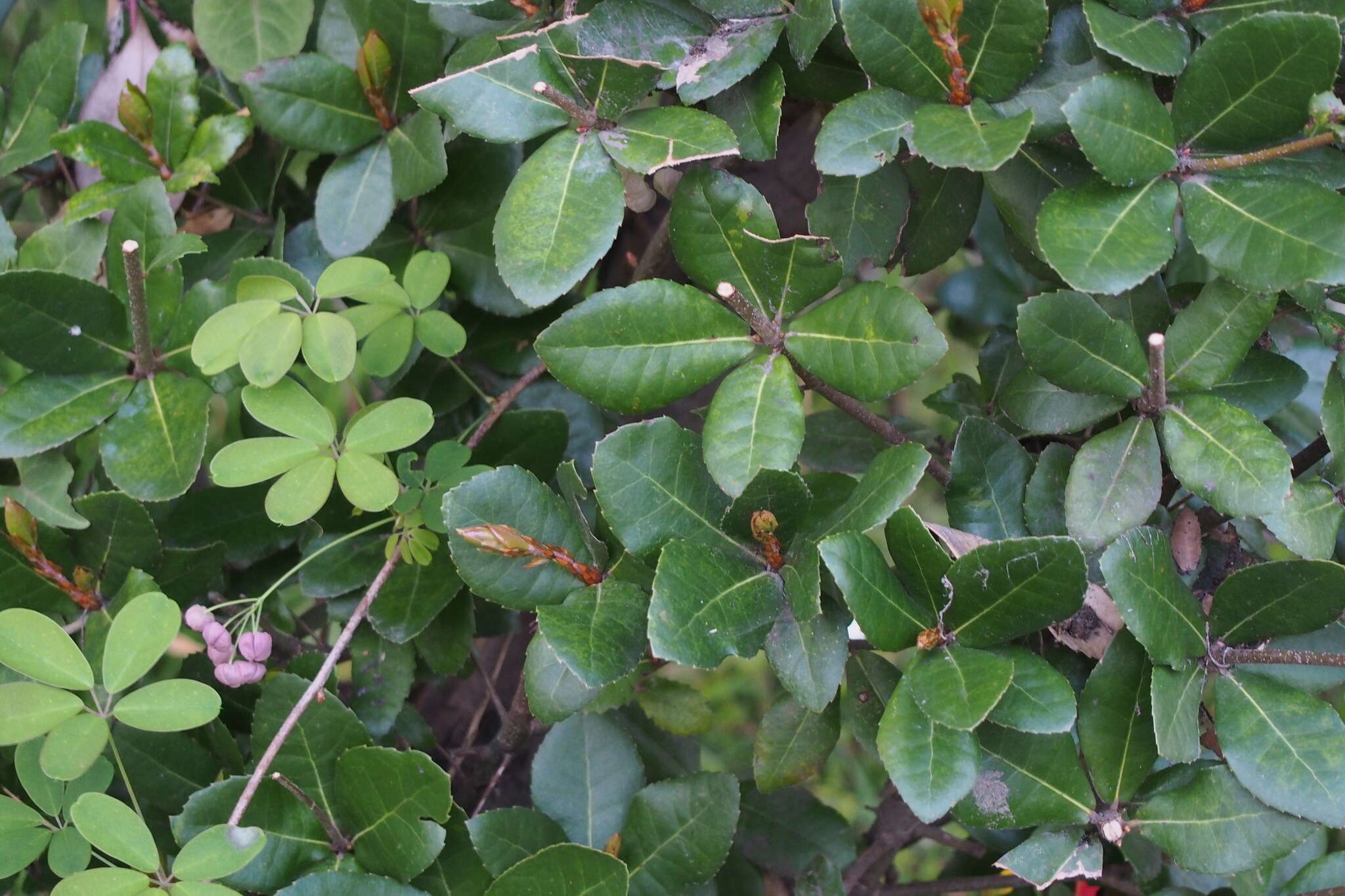 Imagem de Quercus phillyreoides A. Gray