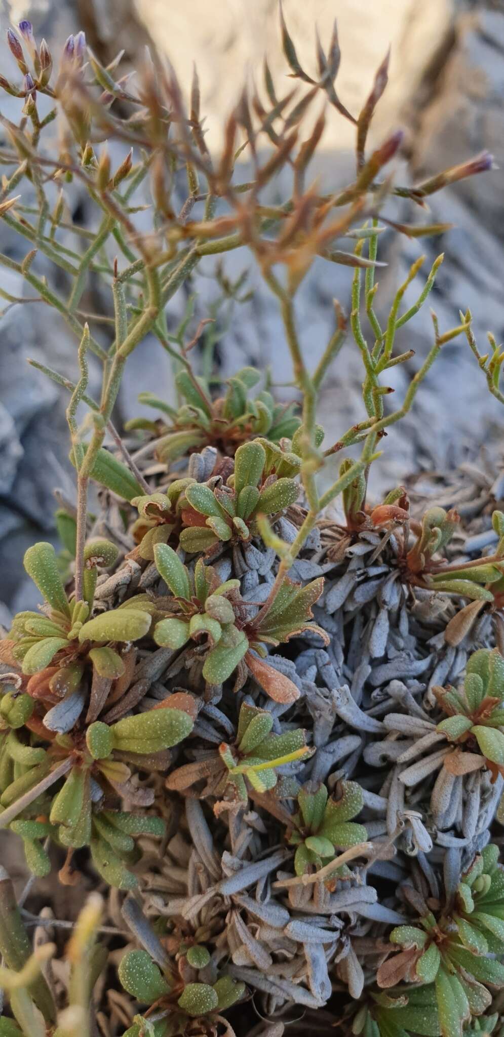 Image of Limonium pontium Pignatti