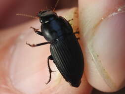 Anisodactylus (Gynandrotarsus) merula (Germar 1824) resmi