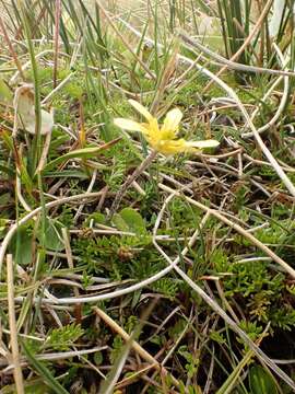 Image of Ranunculus gracilipes Hook. fil.