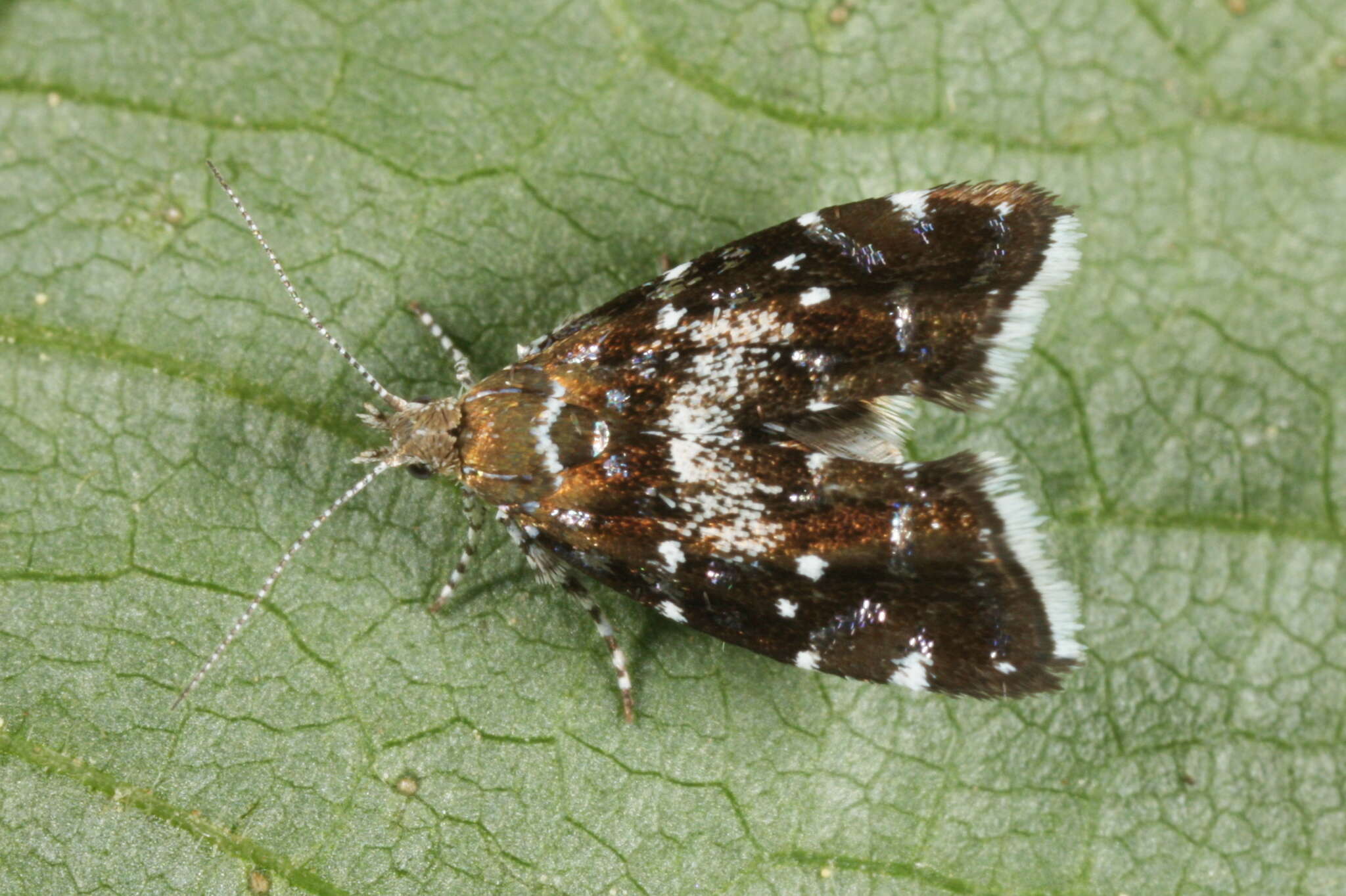 Prochoreutis myllerana Fabricius 1794的圖片