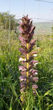 Image of Acanthus syriacus Boiss.