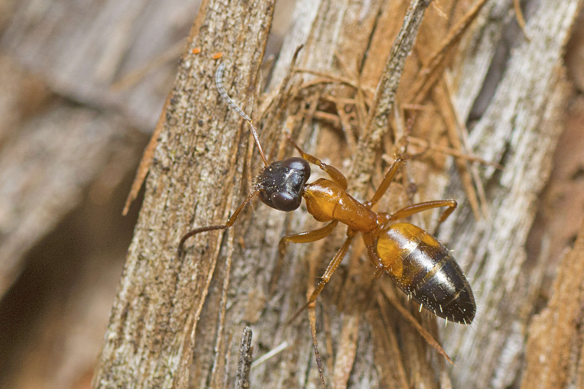 Image of Opisthopsis rufithorax Emery 1895