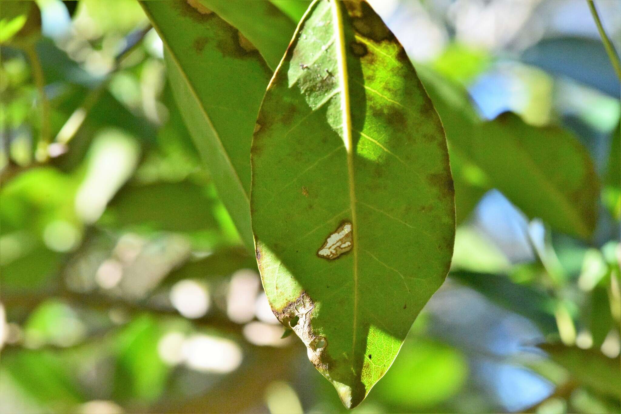 Image de Ficus superba var. henneana (Miq.) Corner