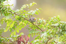 Image of Ashy Bulbul