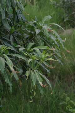 Image of Quinine tree