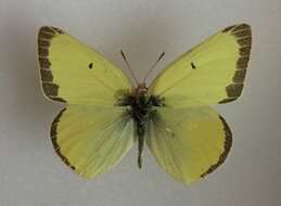 Image of <i>Colias alexandra edwardsii</i>