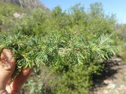 Image of Psoralea odoratissima Jacq.