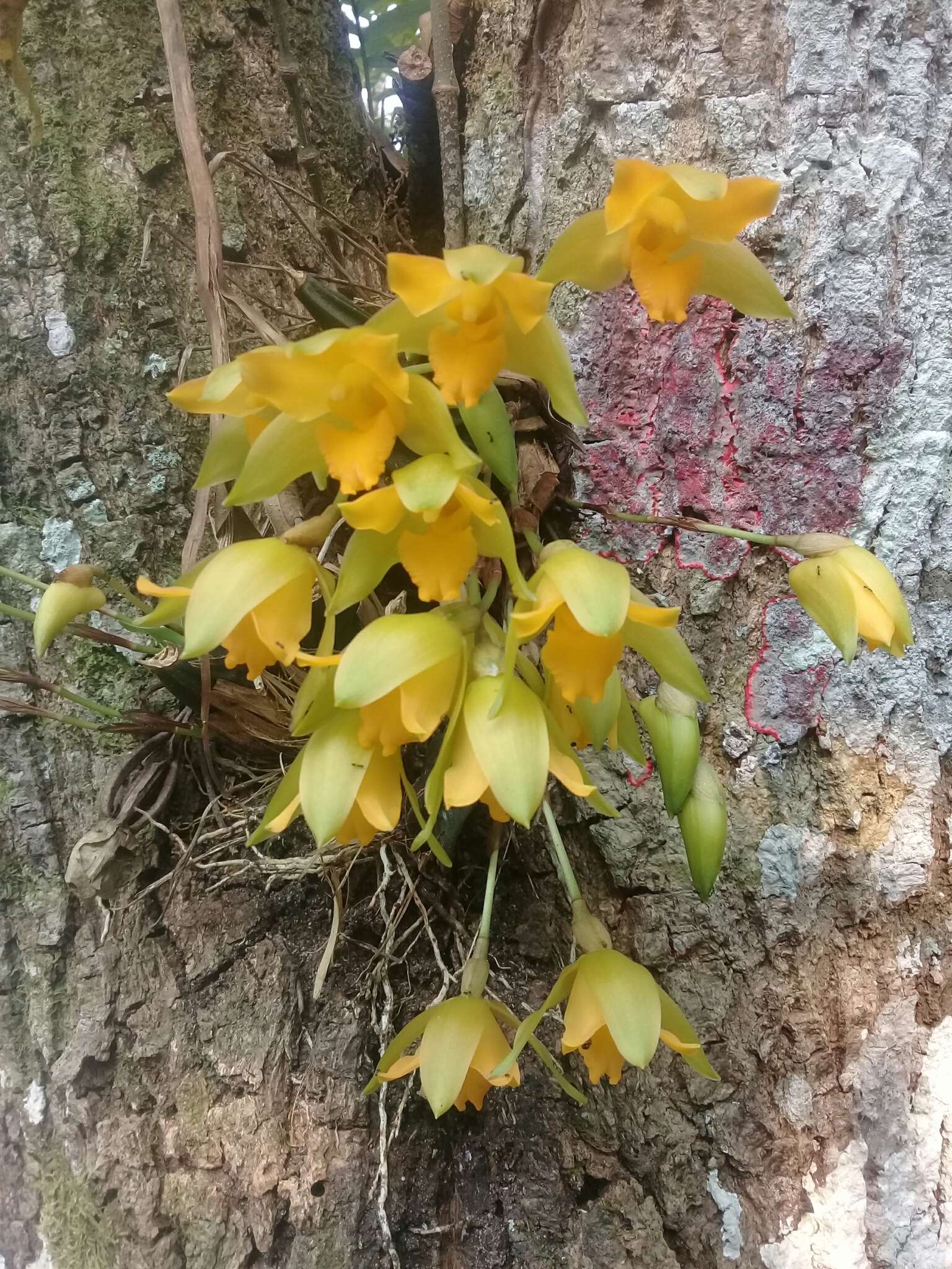 Image of Lycaste bradeorum Schltr.