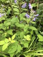 Image of hoary skullcap