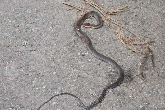 Image of Collared Black-headed Snake