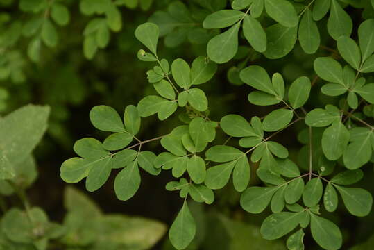 Image de Boenninghausenia albiflora (Hook.) Rchb. ex Meisn.