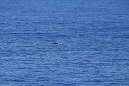 Image of false killer whale