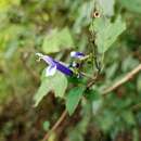 Imagem de Salvia clarkcowanii B. L. Turner