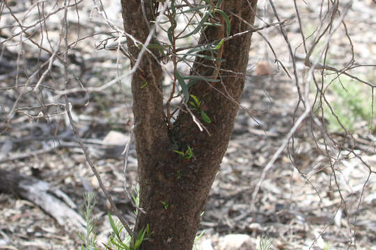 Image of Myoporum platycarpum R. Br.