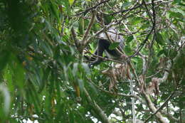 Image of Black-shanked Douc Langur