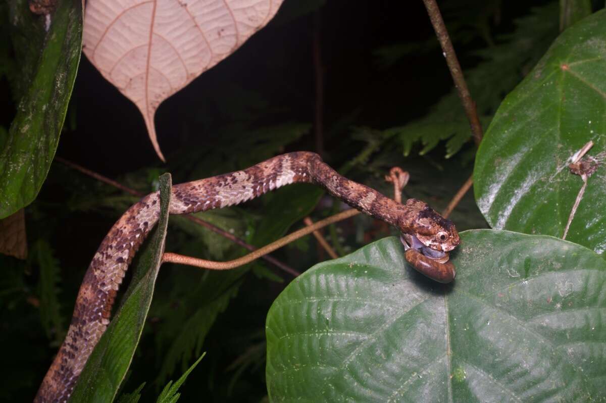 Image of Blunt-head Slug Snake