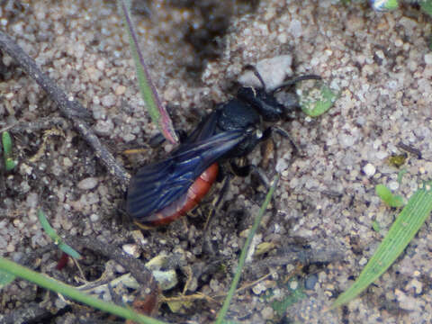 Image of Sphecodes albilabris (Fabricius 1793)