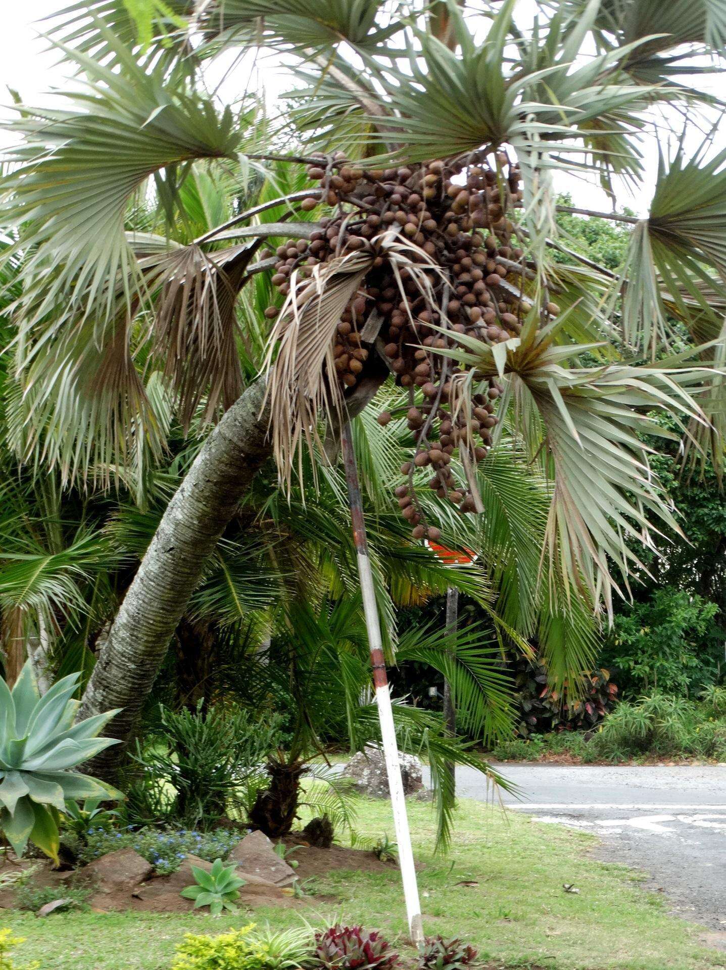 Image of doum palm