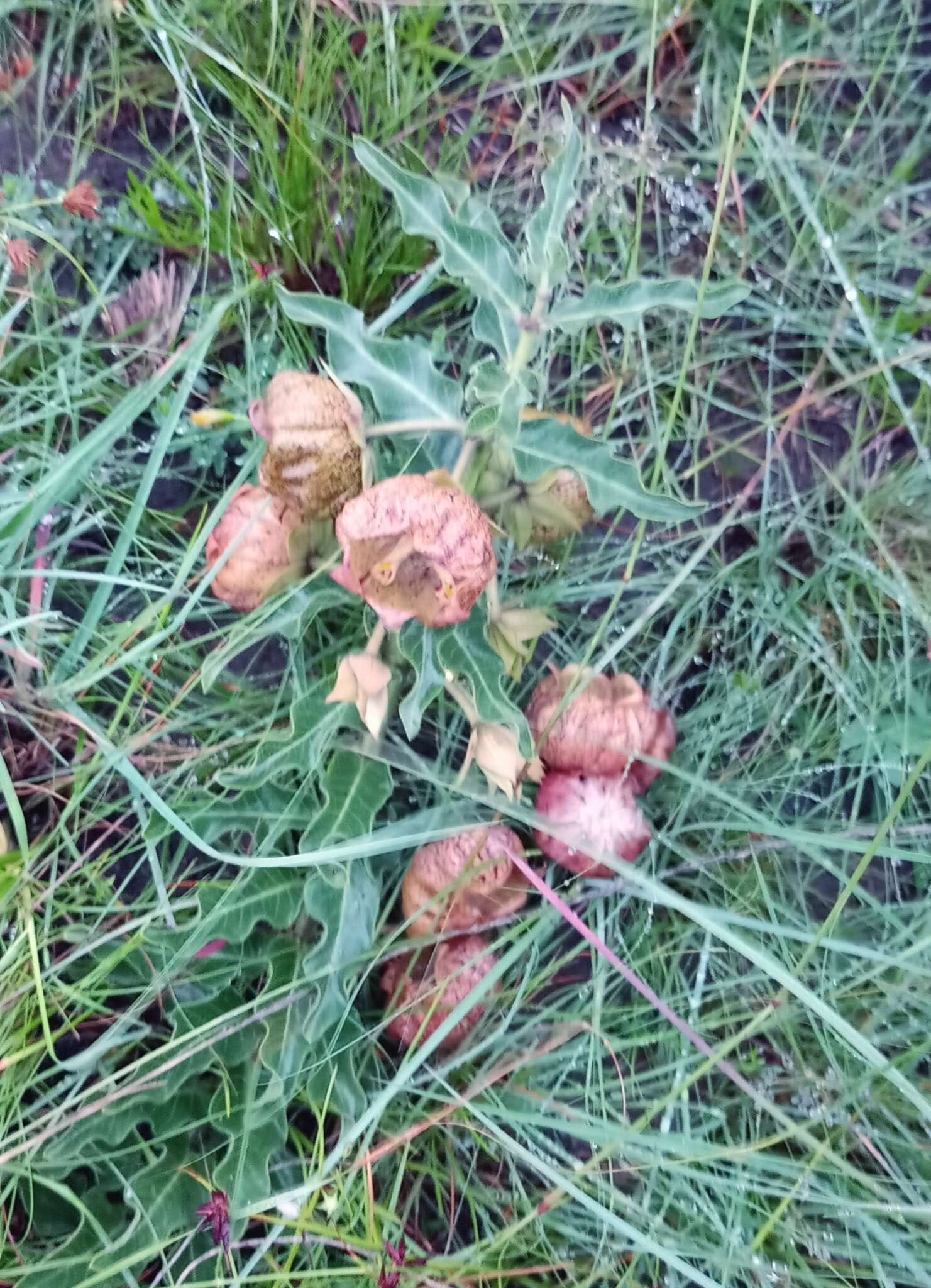 Image of Pachycarpus grandiflorus subsp. grandiflorus