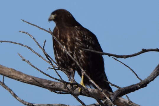 Image of Harlan's Hawk