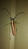 Image of Round-headed Apple Tree Borer