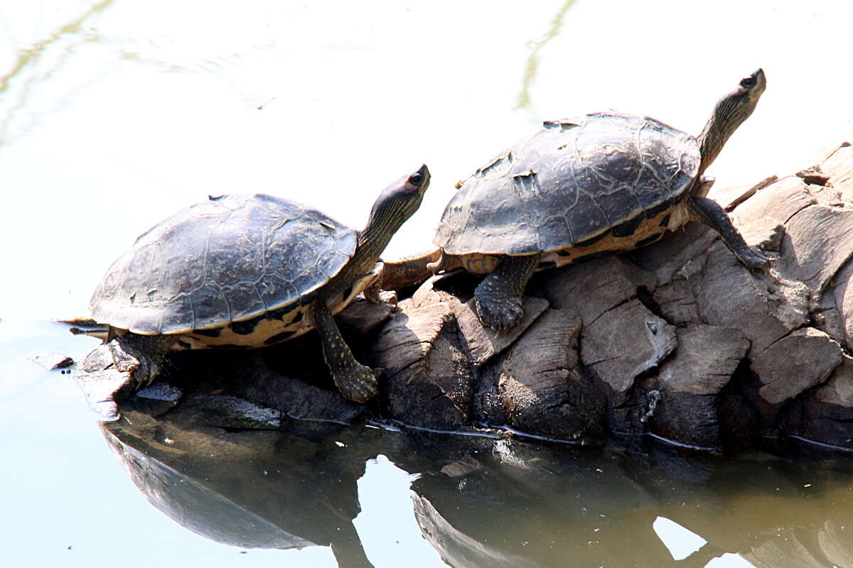 Image of Indian Roofed Turtle