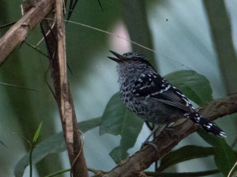 Image of Scaled Antbird