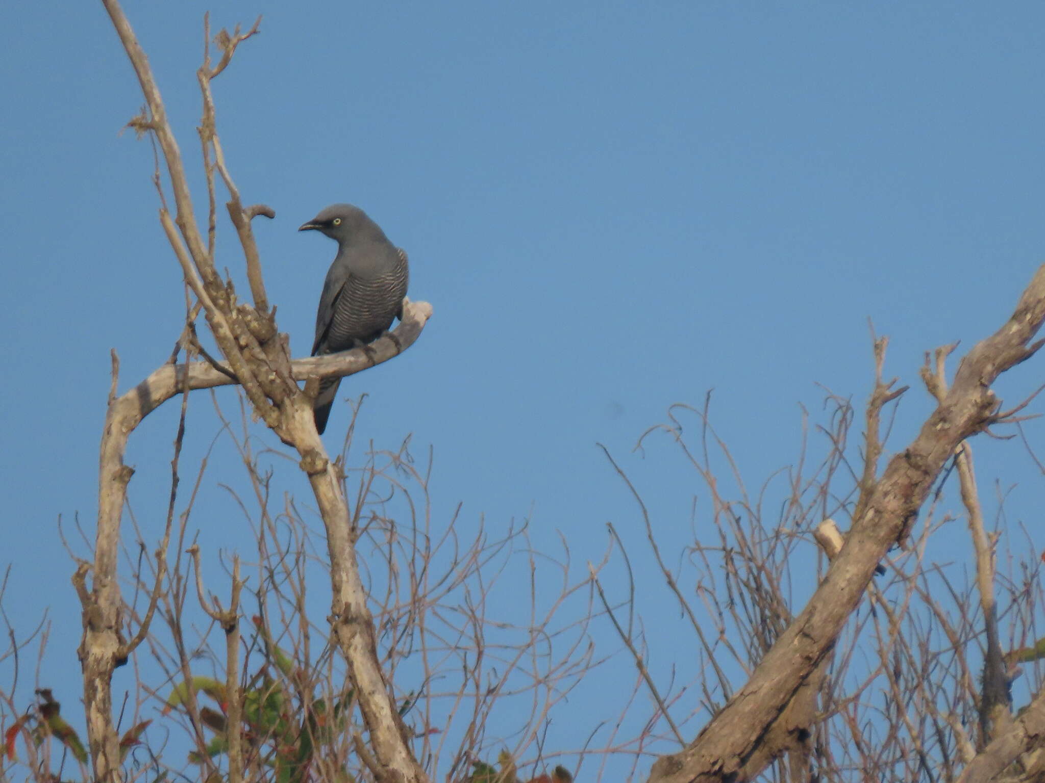 Image of Barred Cuckoo-shrike