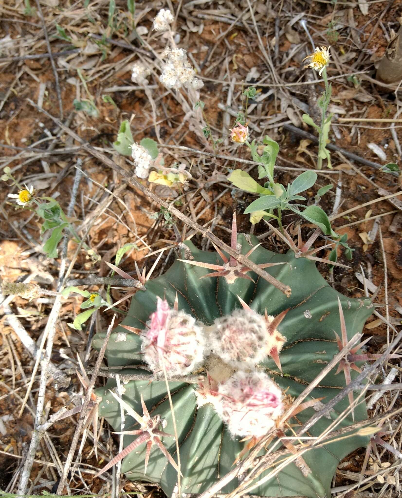 Image of Horse Crippler Cactus