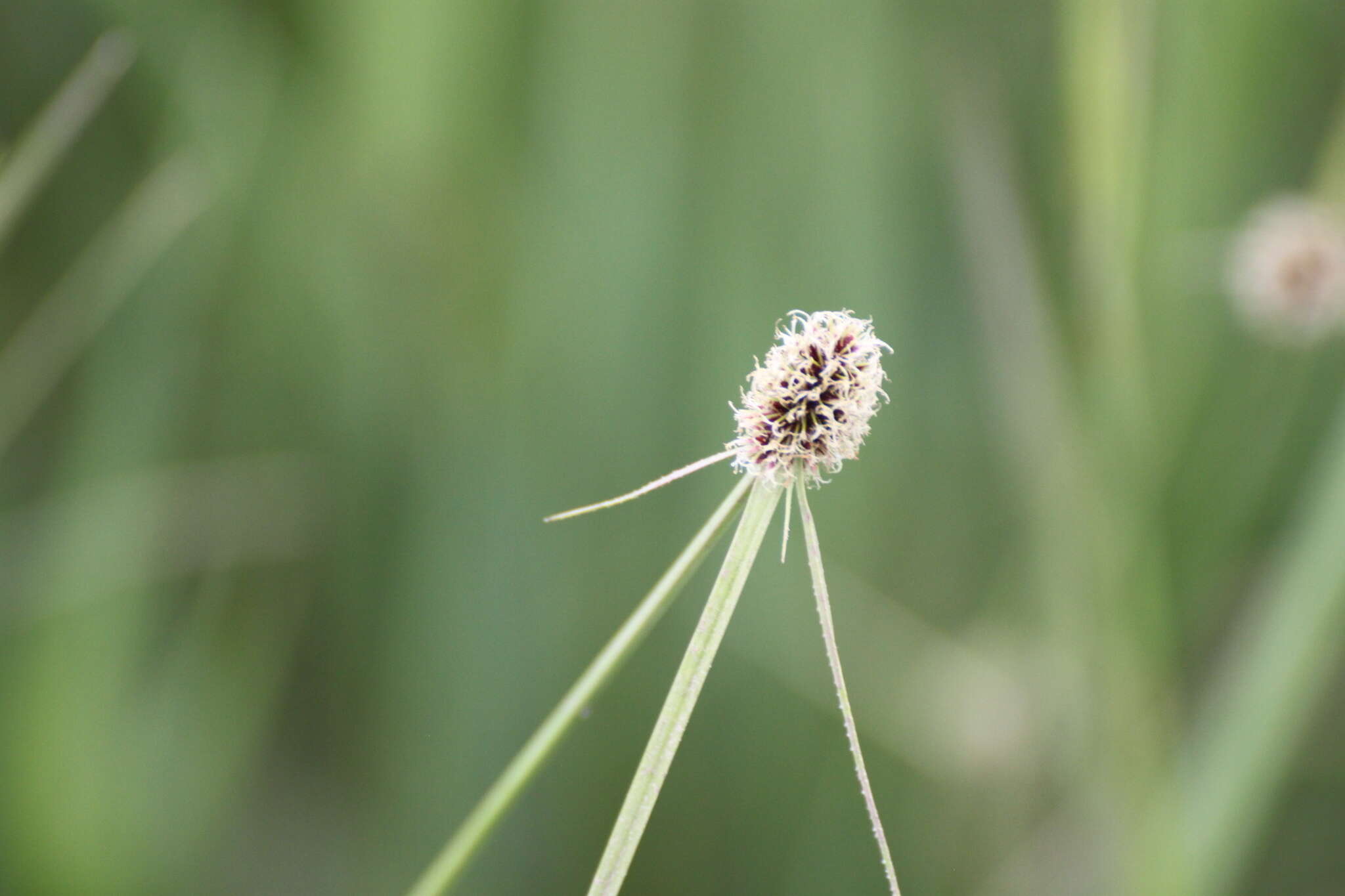 Image of Cyperus bracheilema (Steud.) Mattf. & Kük.