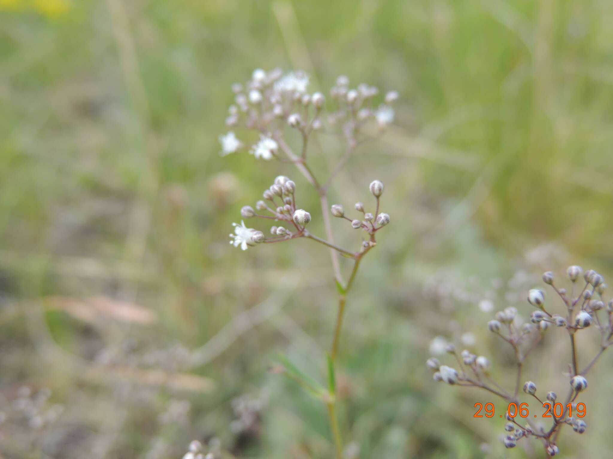 Imagem de Gypsophila paniculata L.