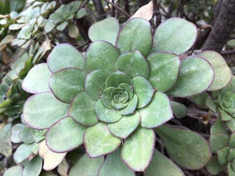 Image of Aeonium ciliatum (Willd.) Webb & Berth.