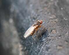 Image of Pomace fly