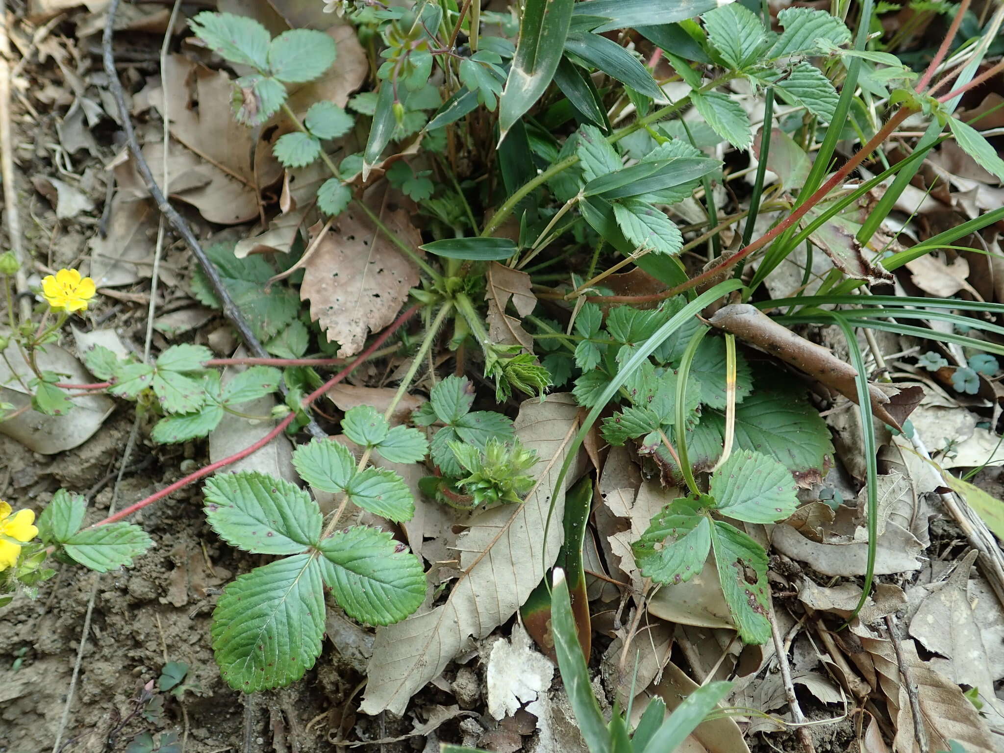 Image of Potentilla sprengeliana Lehm.