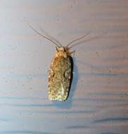 Image of Agonopterix curvilineella Beutenmüller 1889