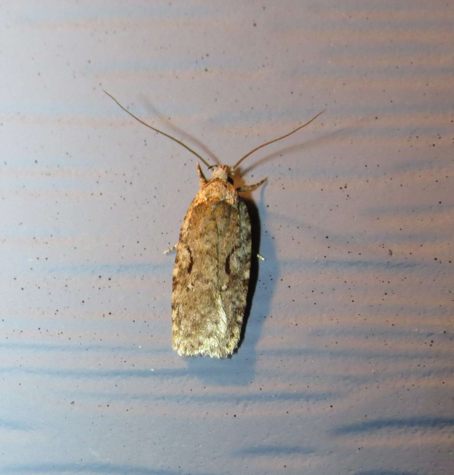 Image of Agonopterix curvilineella Beutenmüller 1889