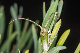 Image of Rhytiphora nigrovirens (Donovan 1805)