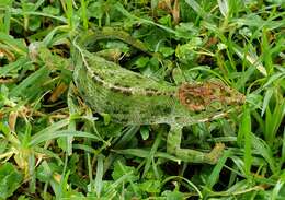 Image of Uthmöller‘s Chameleon