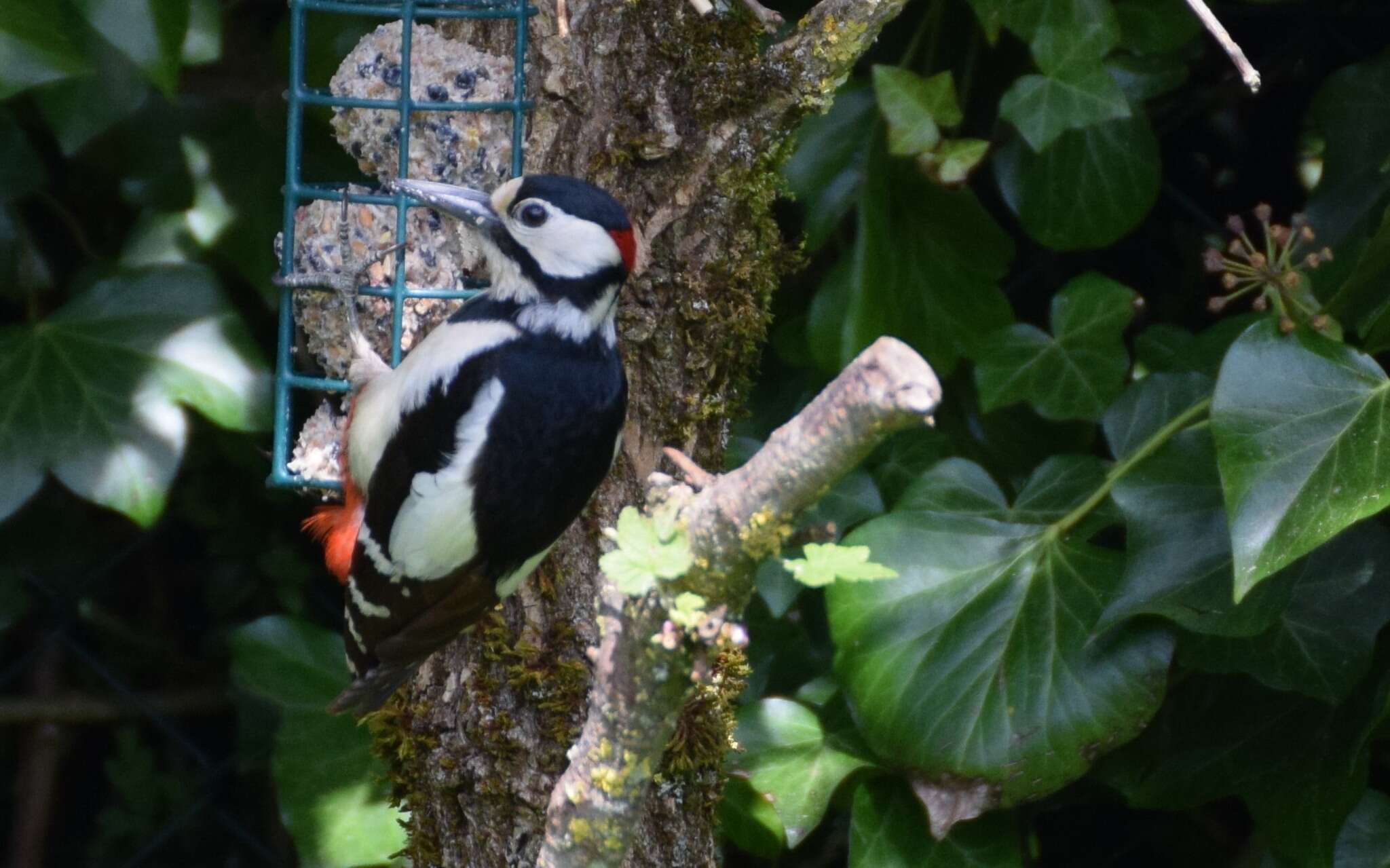 Image of Great Spotted Woodpecker