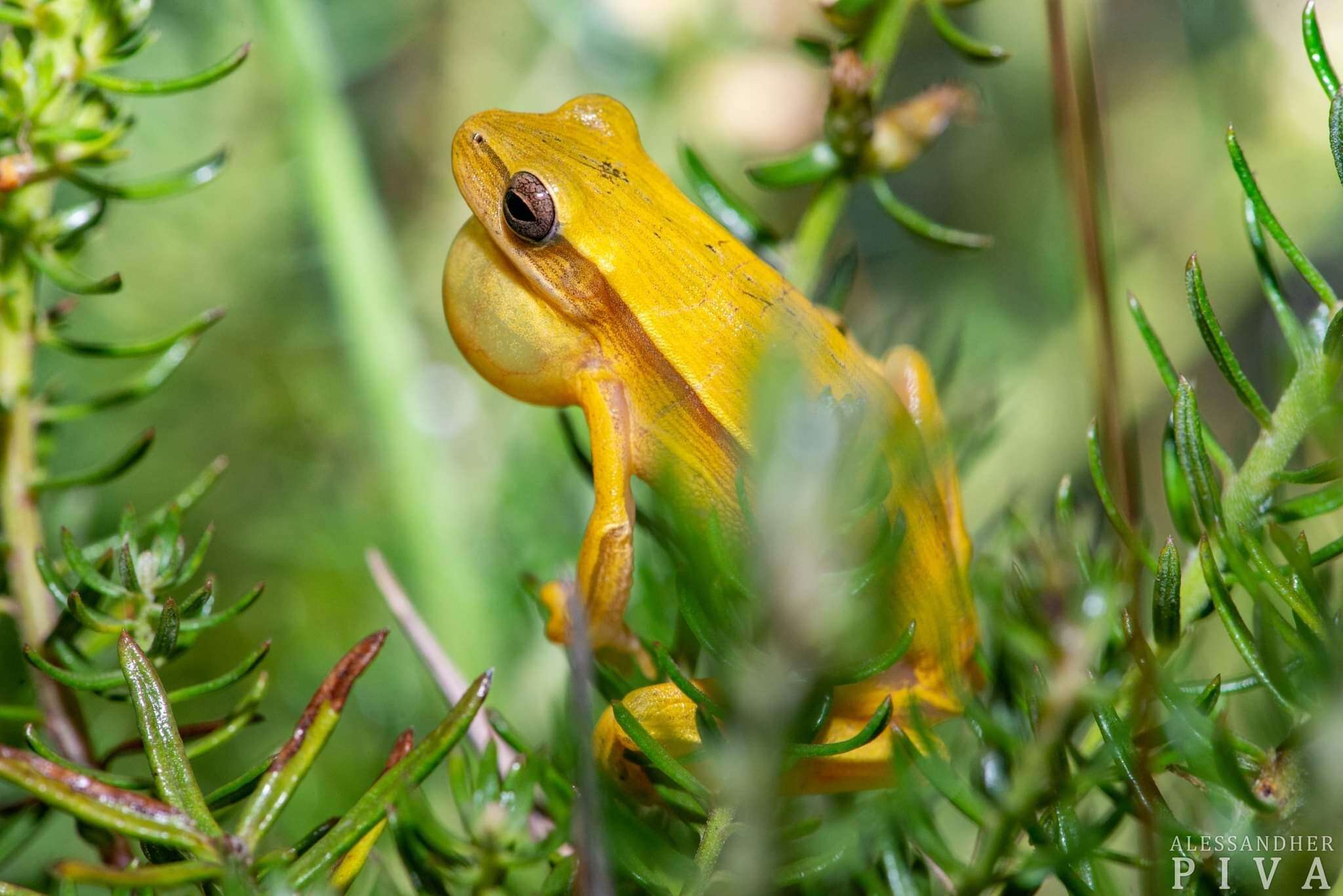 Слика од Boana leptolineata (Braun & Braun 1977)